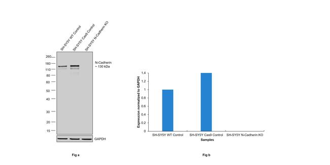 N-cadherin Antibody