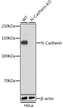 N-cadherin Antibody in Western Blot (WB)