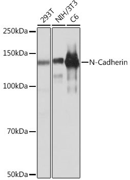 N-cadherin Antibody in Western Blot (WB)