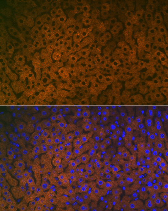 FMO3 Antibody in Immunocytochemistry (ICC/IF)