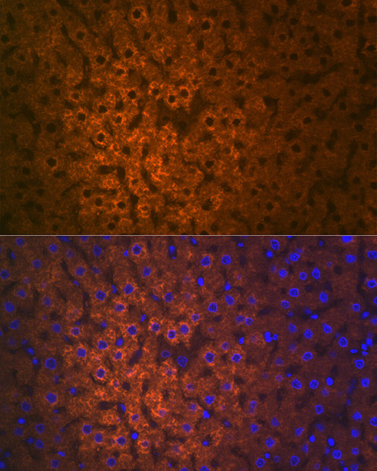 FMO3 Antibody in Immunocytochemistry (ICC/IF)