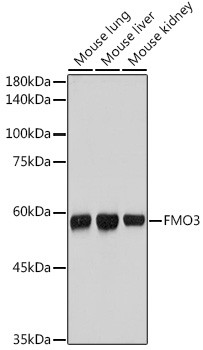 FMO3 Antibody in Western Blot (WB)