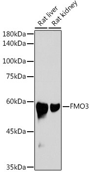 FMO3 Antibody in Western Blot (WB)