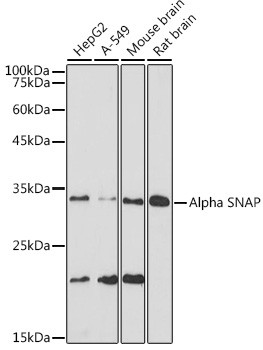 SNAP alpha Antibody in Western Blot (WB)