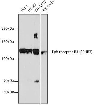 EphB3 Antibody in Western Blot (WB)