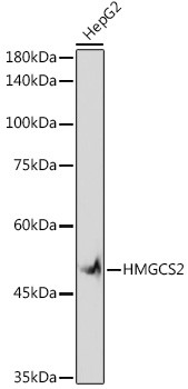 HMGCS2 Antibody in Western Blot (WB)