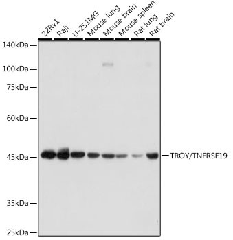 TROY Antibody in Western Blot (WB)