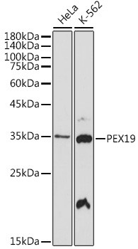 PEX19 Antibody in Western Blot (WB)