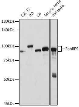 RANBP9 Antibody in Western Blot (WB)