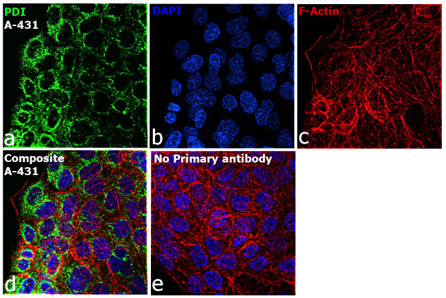 PDI Antibody in Immunocytochemistry (ICC/IF)