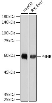 PDI Antibody in Western Blot (WB)
