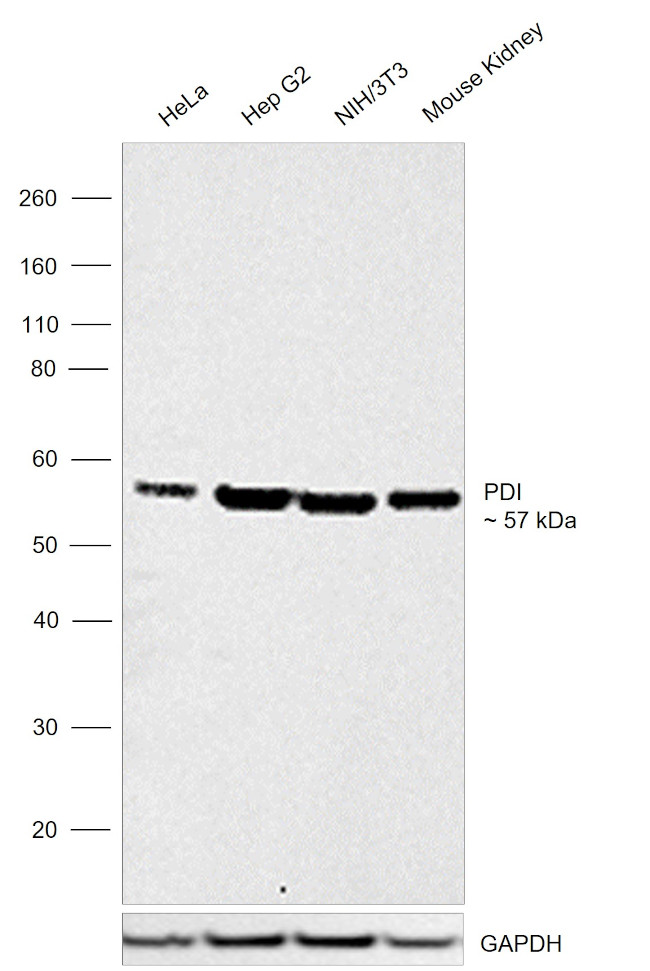 PDI Antibody in Western Blot (WB)