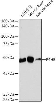 PDI Antibody in Western Blot (WB)