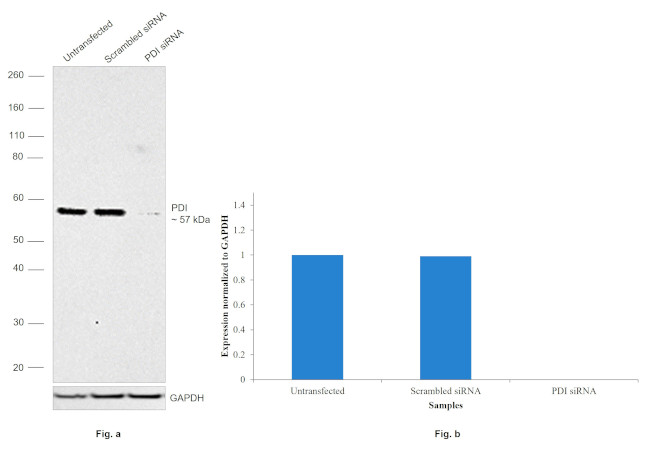 PDI Antibody in Western Blot (WB)