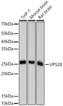 VPS28 Antibody in Western Blot (WB)