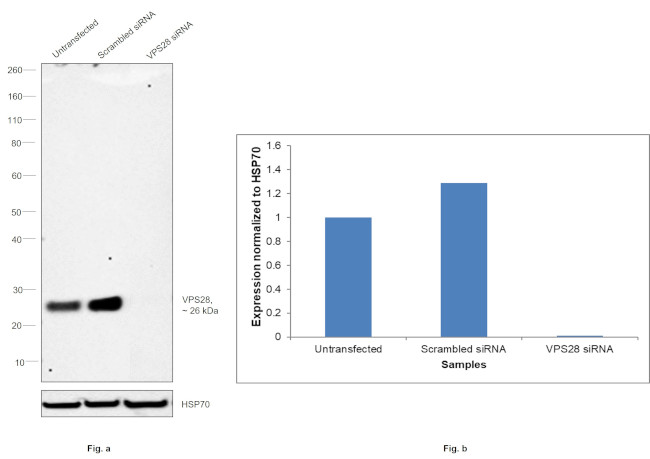 VPS28 Antibody in Western Blot (WB)