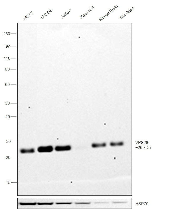 VPS28 Antibody in Western Blot (WB)