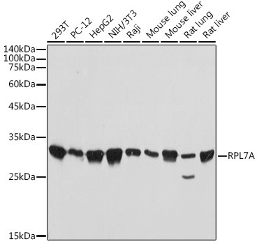 RPL7A Antibody in Western Blot (WB)