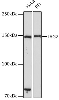 Jagged 2 Antibody in Western Blot (WB)