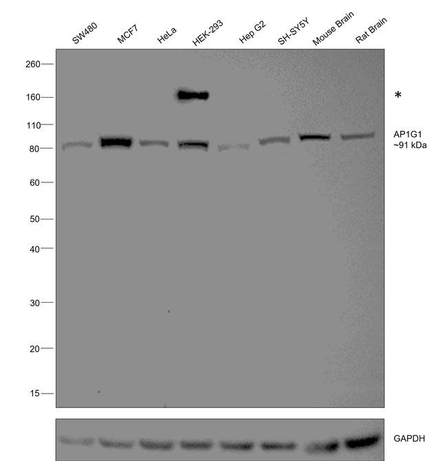 gamma Adaptin Antibody in Western Blot (WB)