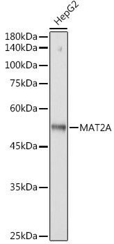 MAT2A Antibody in Western Blot (WB)