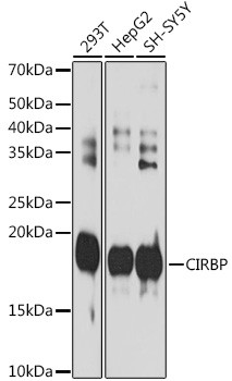 CIRBP Antibody in Western Blot (WB)