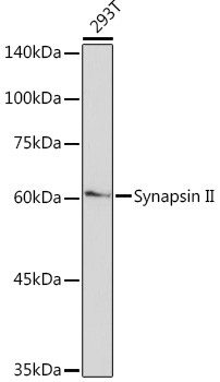 Synapsin II Antibody in Western Blot (WB)