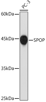 SPOP Antibody in Western Blot (WB)