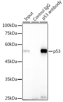 p53 Antibody in Immunoprecipitation (IP)