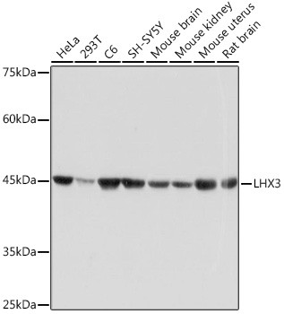 LHX3 Antibody in Western Blot (WB)