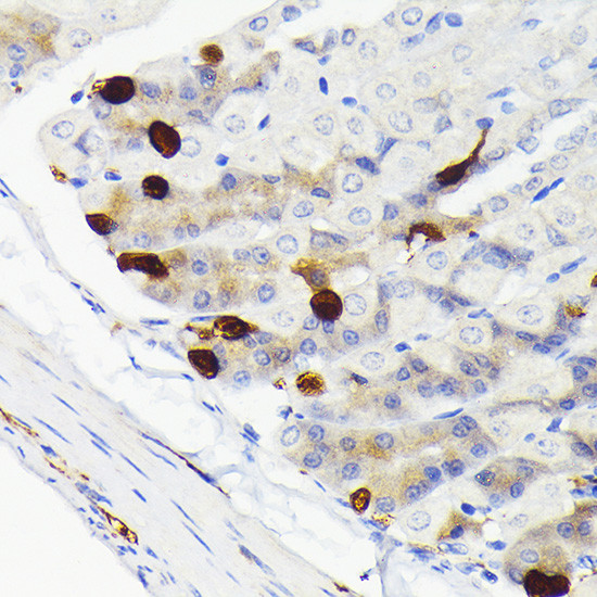 SCGN Antibody in Immunohistochemistry (Paraffin) (IHC (P))