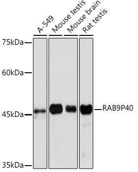 p40 Antibody in Western Blot (WB)