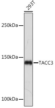 TACC3 Antibody in Western Blot (WB)