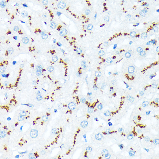 TGN46 Antibody in Immunohistochemistry (Paraffin) (IHC (P))