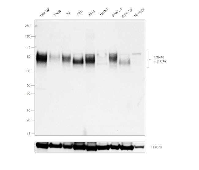 TGN46 Antibody in Western Blot (WB)