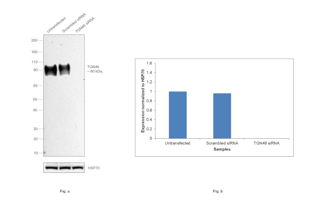 TGN46 Antibody in Western Blot (WB)