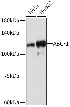 ABCF1 Antibody in Western Blot (WB)