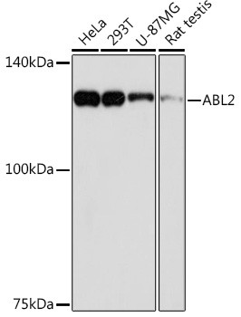 Abl2 Antibody in Western Blot (WB)