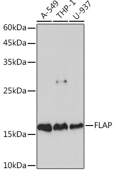 FLAP Antibody in Western Blot (WB)