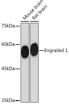 EN1 Antibody in Western Blot (WB)