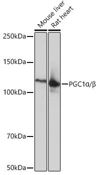 PGC1 alpha/beta Antibody in Western Blot (WB)