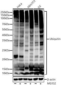 Ubiquitin Antibody in Western Blot (WB)