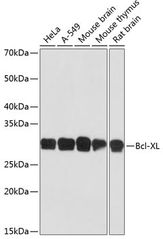 Bcl-xL Antibody in Western Blot (WB)