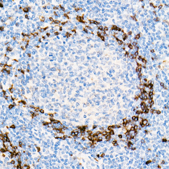 Human IgD Antibody in Immunohistochemistry (Paraffin) (IHC (P))