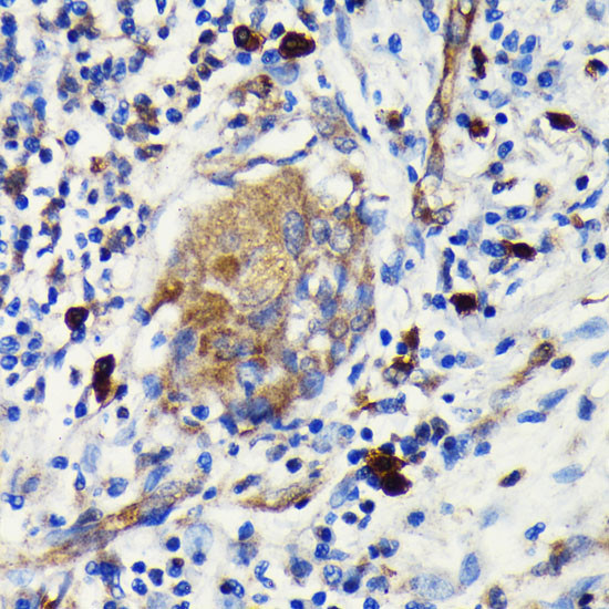 AGO2 Antibody in Immunohistochemistry (Paraffin) (IHC (P))