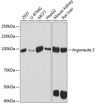 AGO2 Antibody in Western Blot (WB)