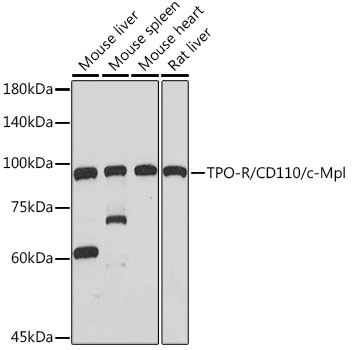 c-Mpl Antibody in Western Blot (WB)