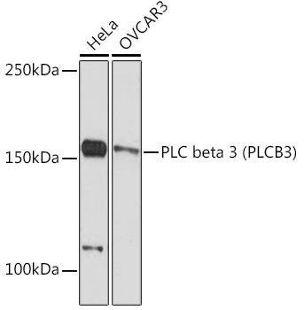 PLCB3 Antibody in Western Blot (WB)