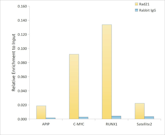 RAD21 Antibody in ChIP Assay (ChIP)