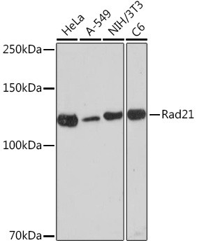 RAD21 Antibody in Western Blot (WB)